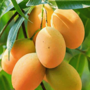 🚦🔥১৩ পিস প্রিমিয়াম কোয়ালিটির চারার প্যাকেজ মাত্র ৩০৫০টাকায় ডেলিভারি চার্জ একদম ফ্রি 🚦